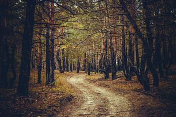 Obraz premium forest