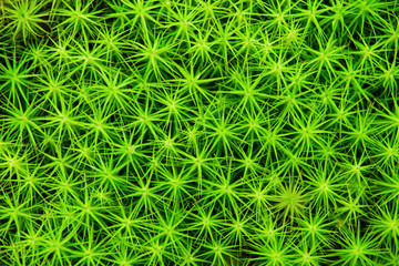 Green moss in a forest for background, top view.