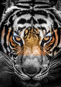 Eyes of tiger, color and black and white.
