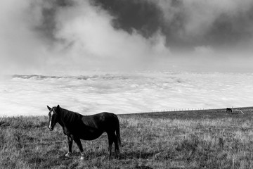 Some horses pasturing on top a mountain, beneath a big sky with some very close clouds, and over a valley filled by fog