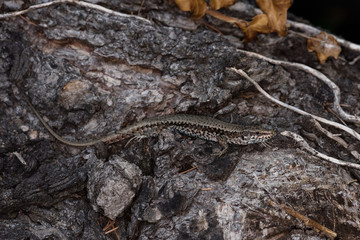 Common Wall Lizard, Lizards, Wall Lizard, Podarcis muralis