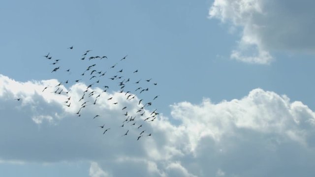 A flock of birds in flight.
A flock of large black birds flies in the blue sky. Slow motion.