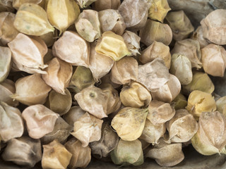 Ground cherries
