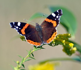 Schmetterling Admiral