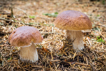 Detail of amazing edible mushroom boletus edulis