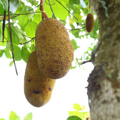 jackfruit on tree