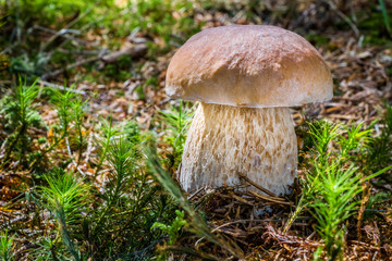 Boletus edulis in summer forest