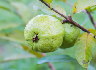 guava