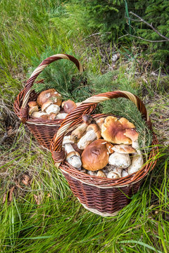 Still life with two wicker baskets of mushrooms