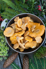 chanterelles with  cone and moss