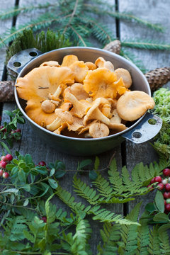 chanterelles with  cone and moss