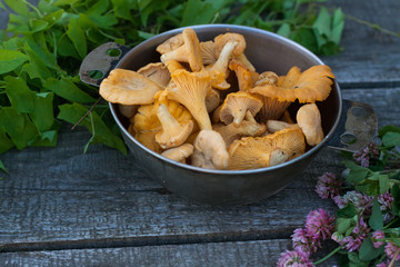 chanterelles with clover