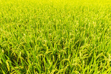 稲作 日本の田園