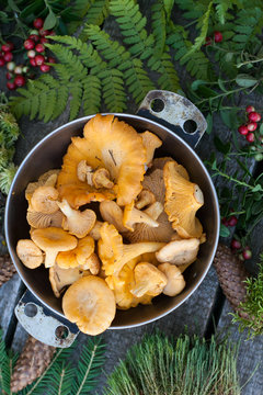 chanterelles with fern and cone