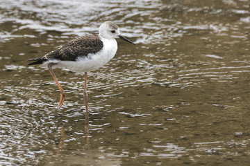 Black-winged Stilt (Himantopus himantopus) photographed at Highlands Lake, Craigieburn, Australia