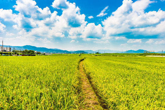 稲作 日本の田園