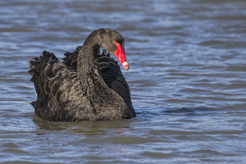 Black Swan (Cygnus atratus) photographed at Lake Wendouree, Ballarat, Australia