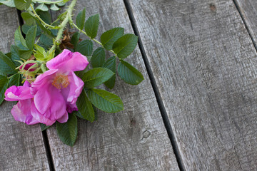 beautiful rosehip on wooden plank 