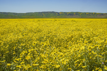 Obraz premium Beautiful yellow goldifelds and tidy tips blossom