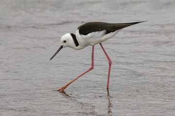 Obraz premium Black-winged Stilt (Himantopus himantopus) photographed at Highlands Lake, Craigieburn, Australia