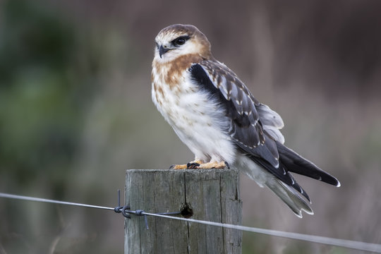 Black-shouldered Kite (Elanus axillaris)