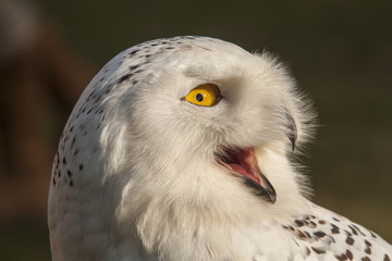 Snowy owl