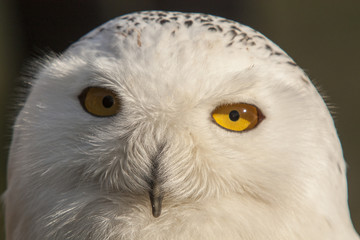 Naklejka premium Snowy owl