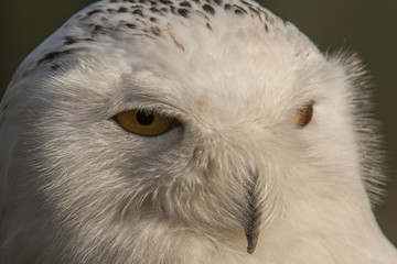 Snowy owl (cap)