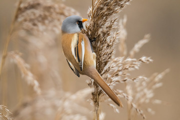 Bearded tit © Gert Hilbink