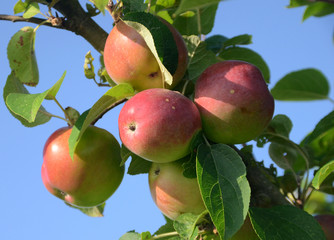 Red and yellow apples on a tree, with a blue sky as background.