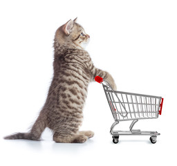 Fototapeta na wymiar Funny cat standing with shopping cart side view
