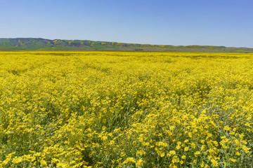 Fototapeta premium Beautiful yellow goldifelds blossom