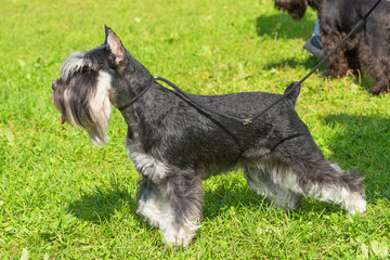 Schnauzer mittel Close-up