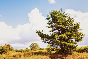 Fototapeta premium a lone tree in the middle of the field against a sky branches