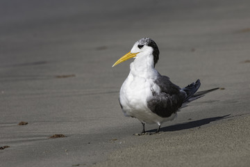 Obraz premium Crested Tern (Thalasseus bergii)