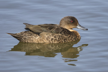 Fototapeta premium Chestnut Teal (Anas castanea)