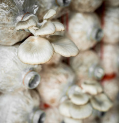 The cultivation of mushrooms