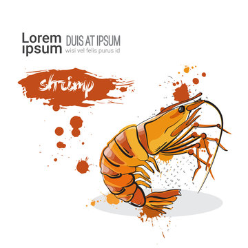 Shrimp Hand Drawn Watercolor Food On White Background With Copy Space Vector Illustration