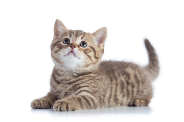 Scottish Straight kitten looking up isolated on white background