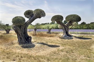 vecchi alberi di ulivo ,potati artisticamente