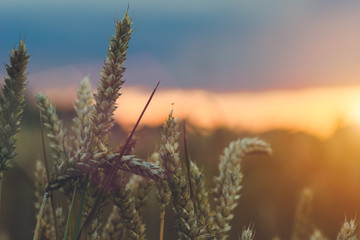 Fototapeta premium Wheat ear steams in natural backlit light