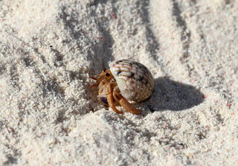 Small hermit crab on the sand