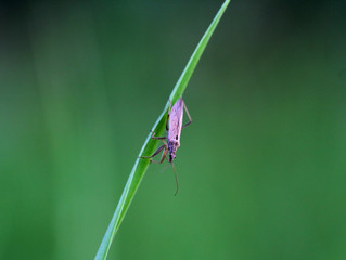 Small bug on the grass