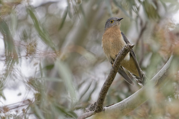 Fan-tailed Cuckoo (Cacomantis flabelliformis)