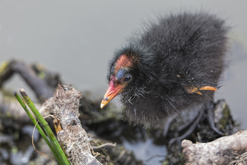 Dusky Moorhen (Gallinula tenebrosa)