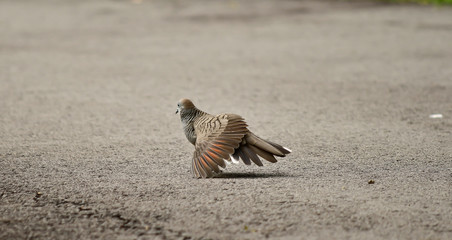 Zebra dove showing off wings and feathers