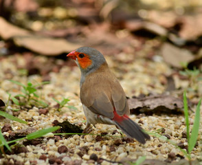 orange-faced waxbill looking out