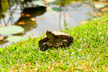 tortoise strolling under the sun