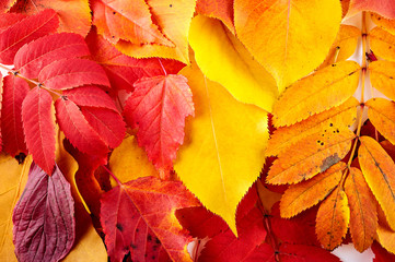 Red and yellow autumn leaves texture close-up. Top view.