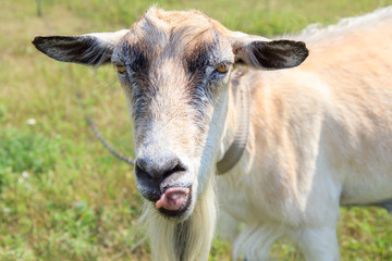 Goat showing tongue. Goat grazing in the field on a summer day